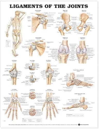 Ligaments of the Joints Anatomical Chart