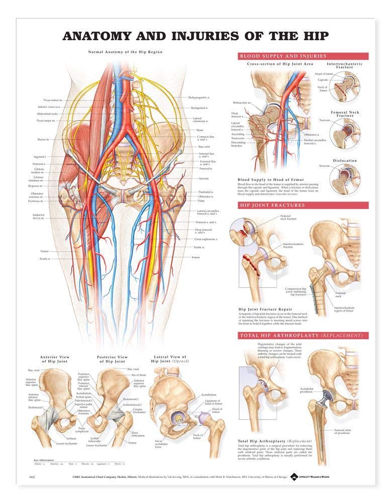 Anatomy and Injuries of the Hip Anatomical Chart