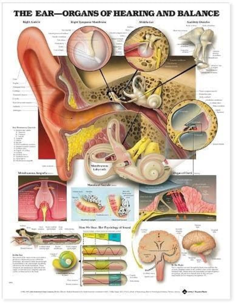 The Ear: Organs of Hearing and Balance Anatomical Chart (9781587791215)