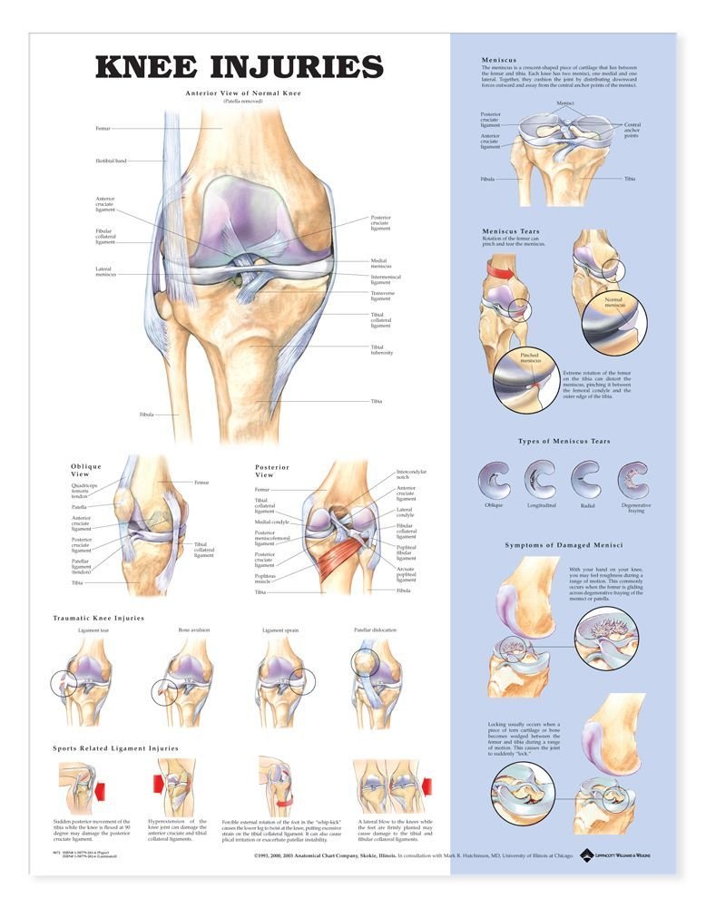 Knee Injuries Anatomical Chart