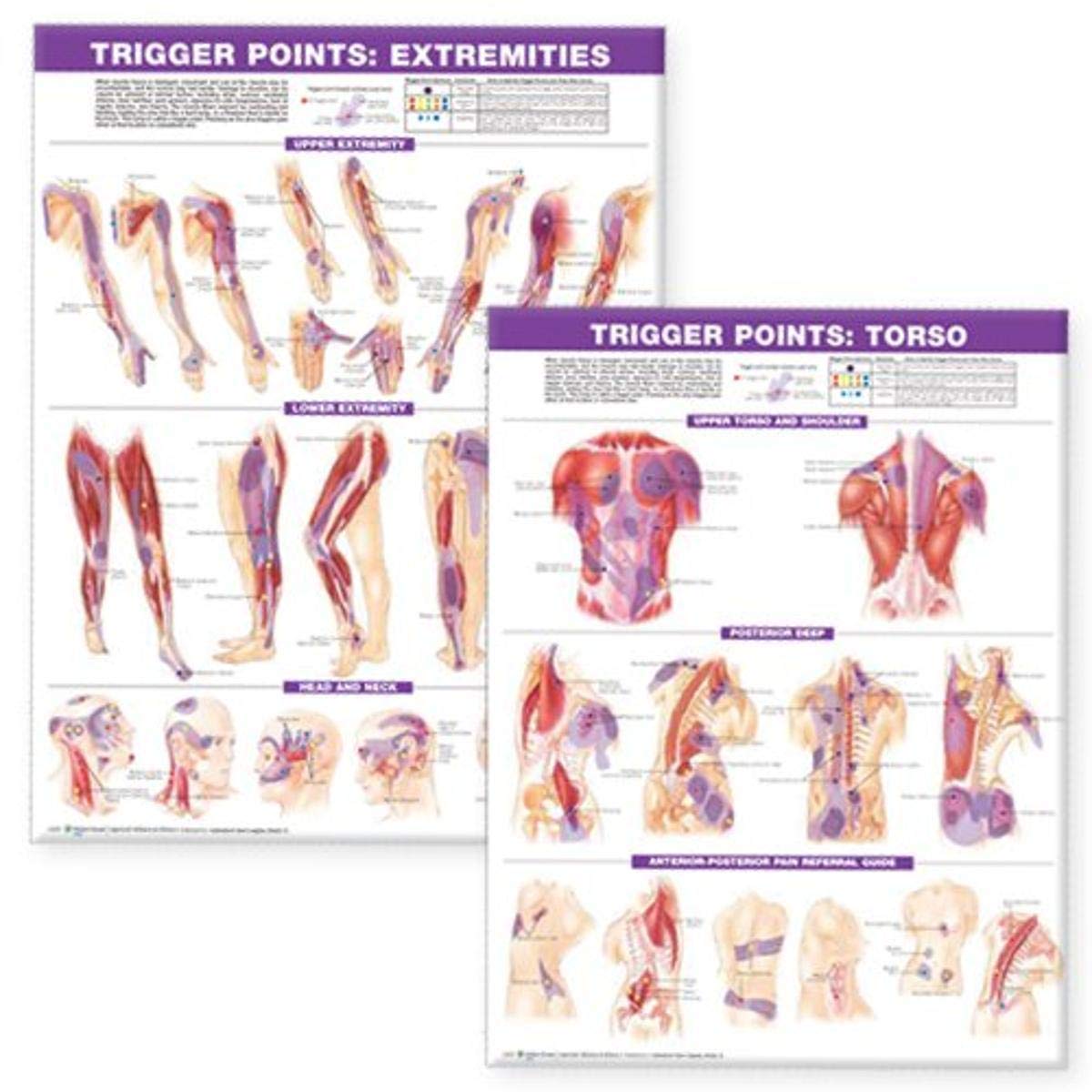 ACC Trigger Point Chart Set: Torso & Extremities Paper
