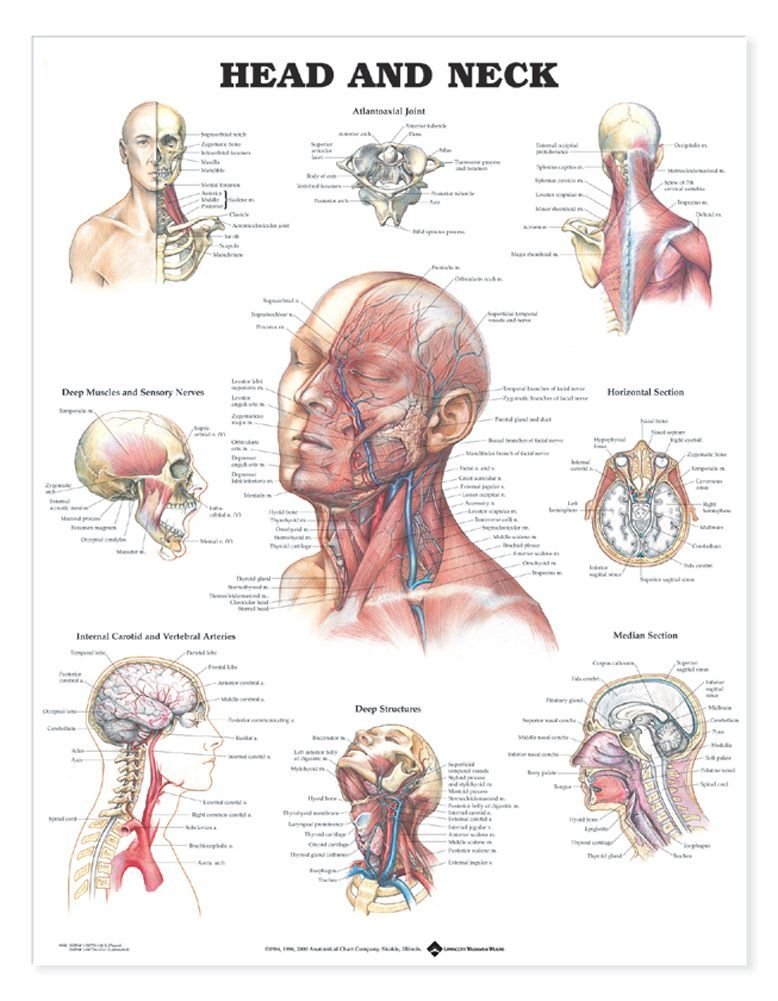 Head and Neck Anatomical Chart