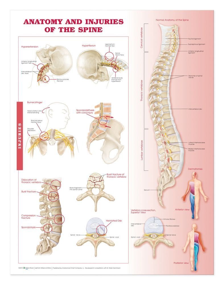 Anatomy and Injuries of The Spine: Anatomical Chart