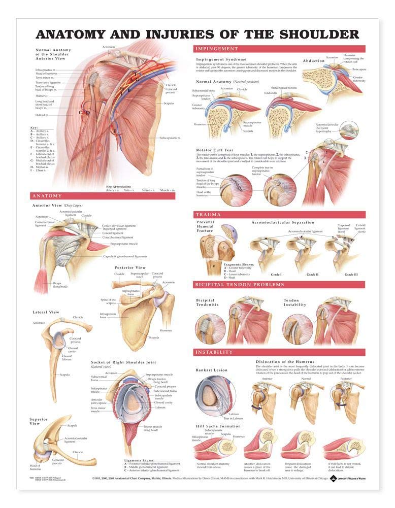 Anatomy and Injuries of the Shoulder Anatomical Chart for Study Room