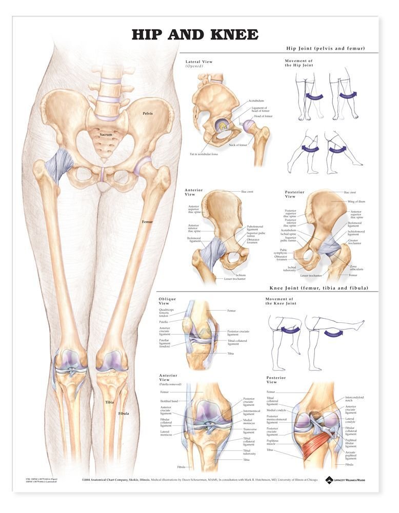 Hip and Knee Anatomical Chart