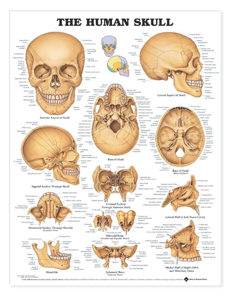 The Human Skull Anatomical Chart