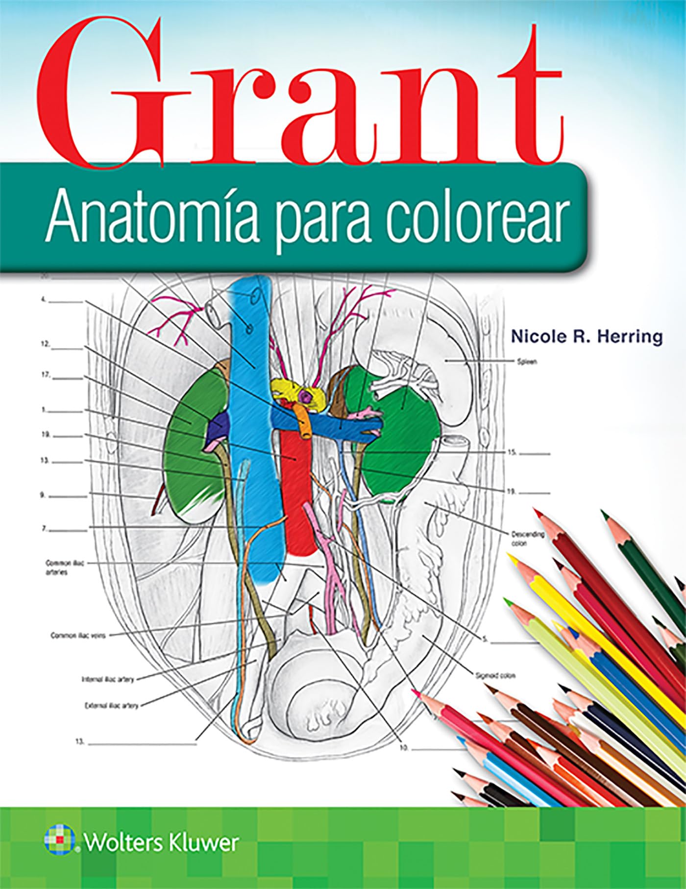 Grant. Anatomía para colorear (Spanish Edition)