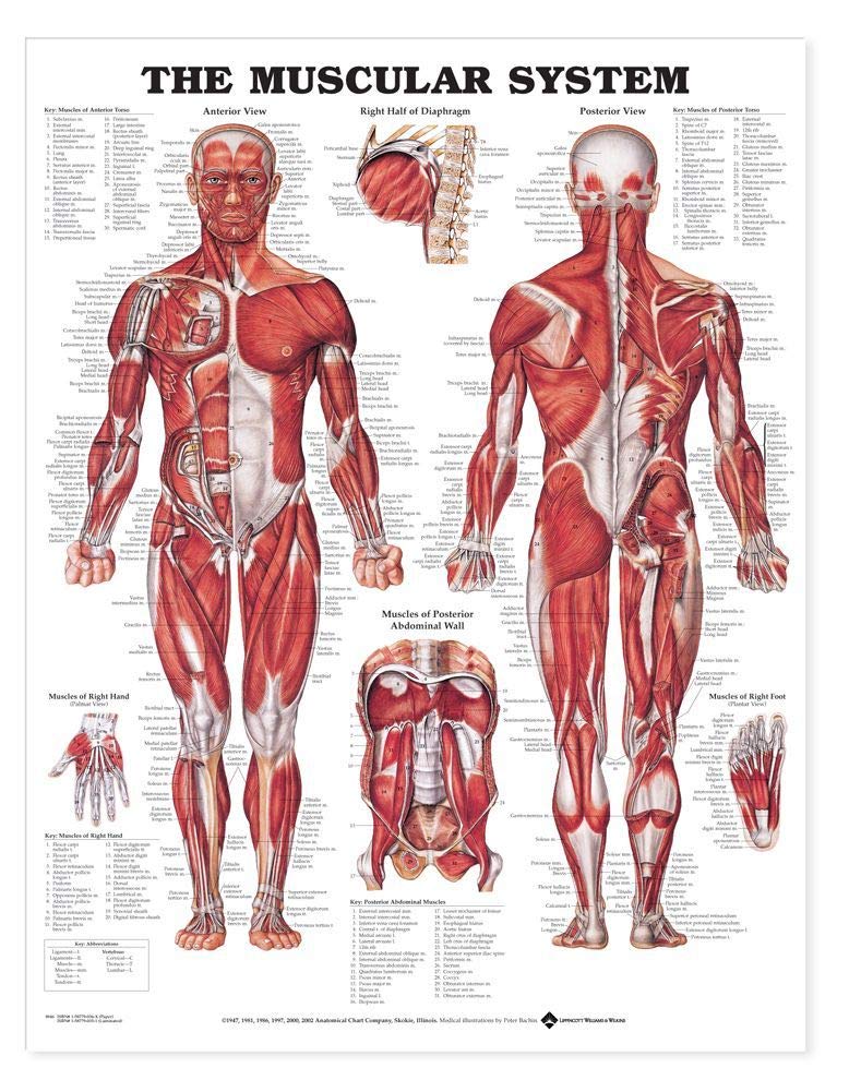 The Muscular System Giant Chart