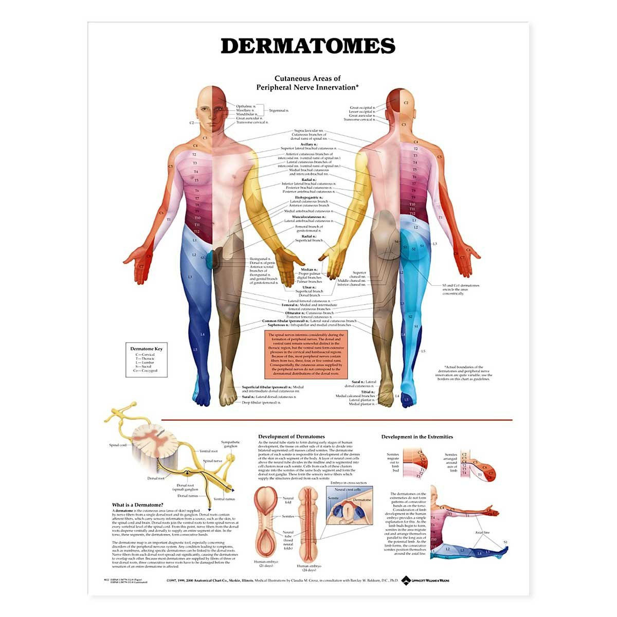 Dermatomes Anatomical Chart