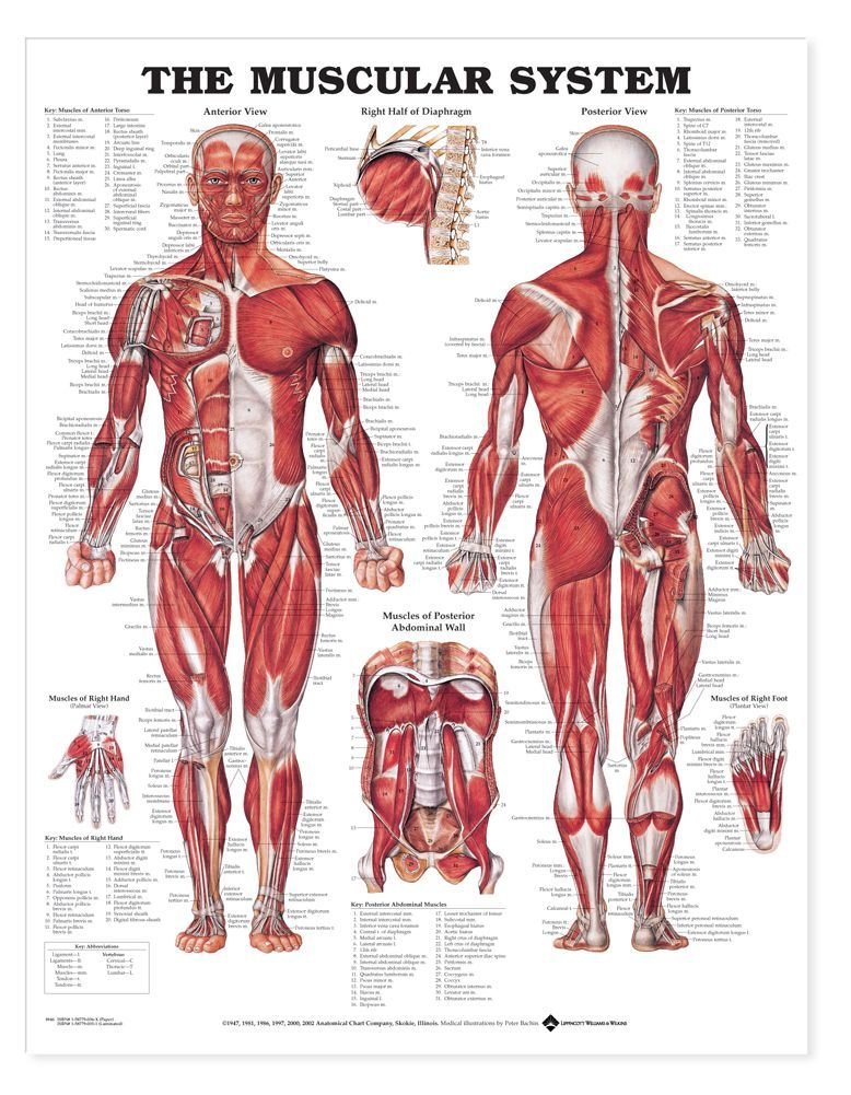 The Muscular System Giant Chart