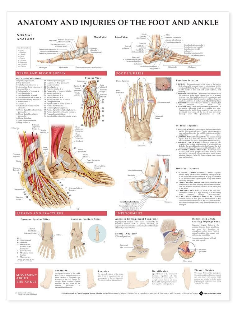 Anatomy and Injuries of the Foot and Ankle
