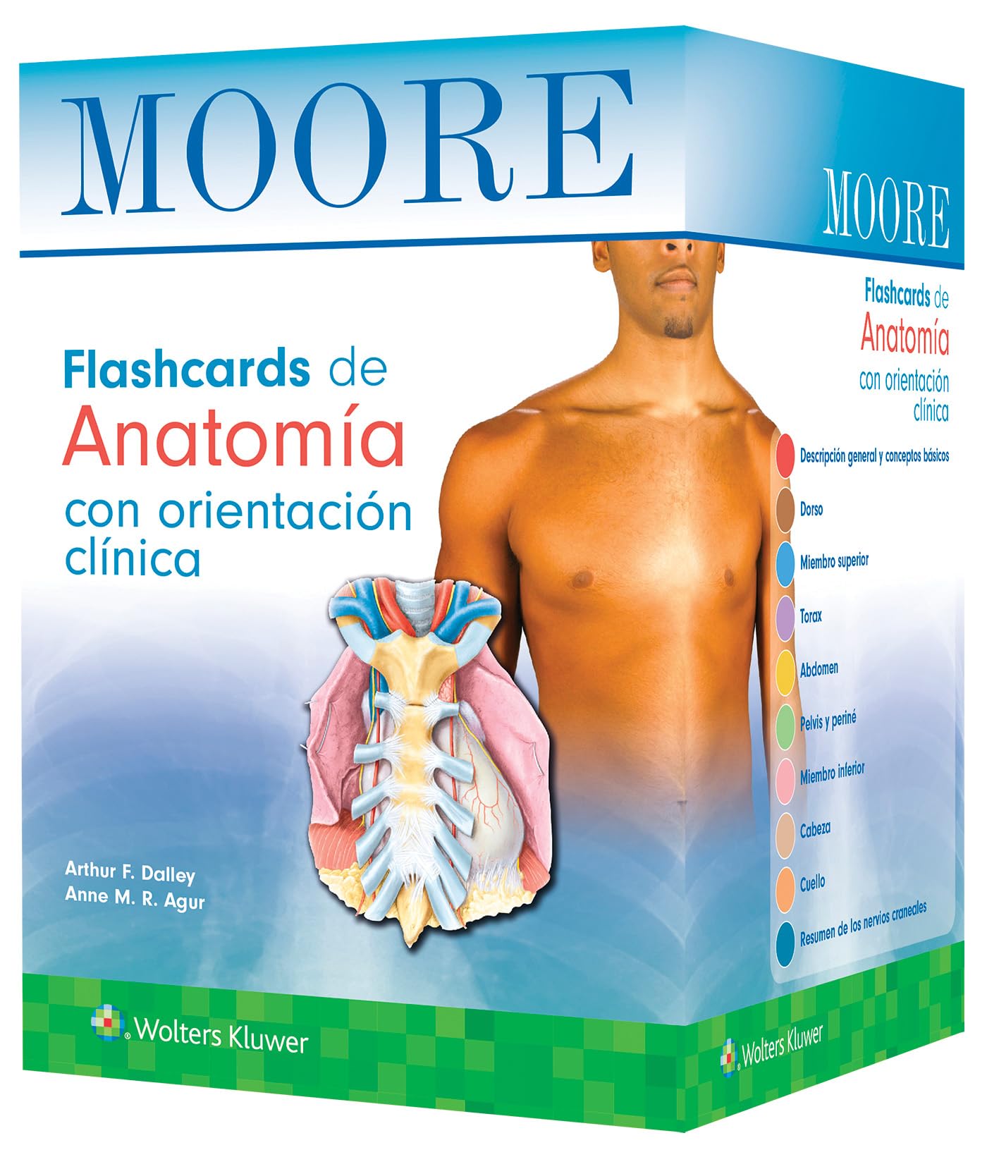 Moore. Flashcards de Anatomía con orientación clínica (Spanish Edition)