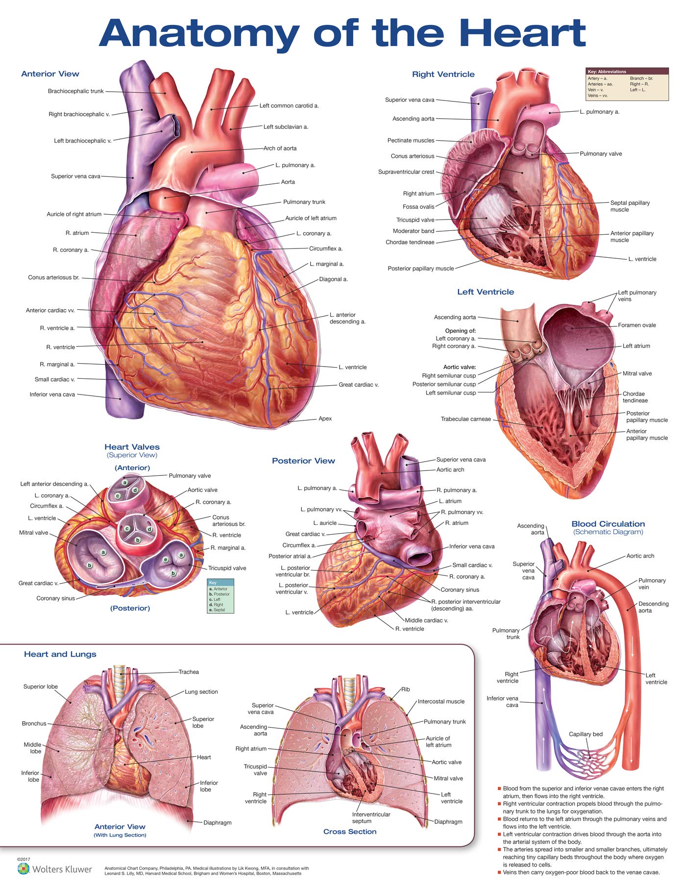 Anatomy of the Heart