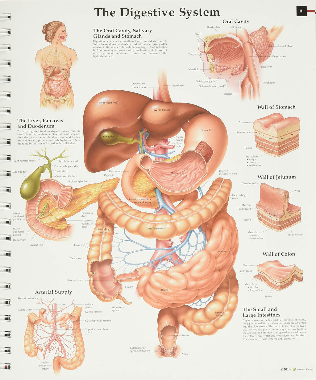 Anatomy & Pathology:The World's Best Anatomical Charts Book (The World's Best Anatomical Chart Series)