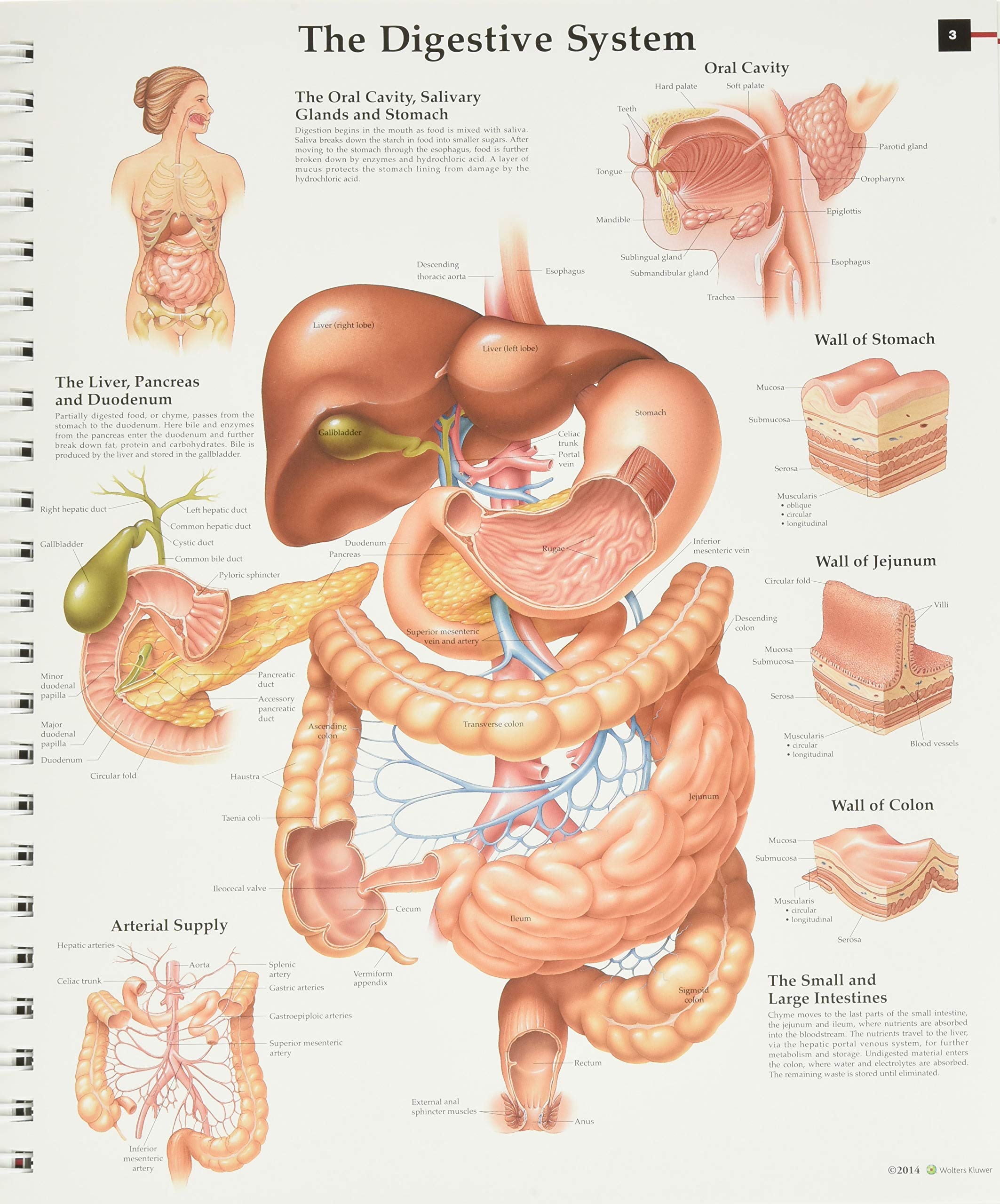 Anatomy & Pathology:The World's Best Anatomical Charts Book (The World's Best Anatomical Chart Series)