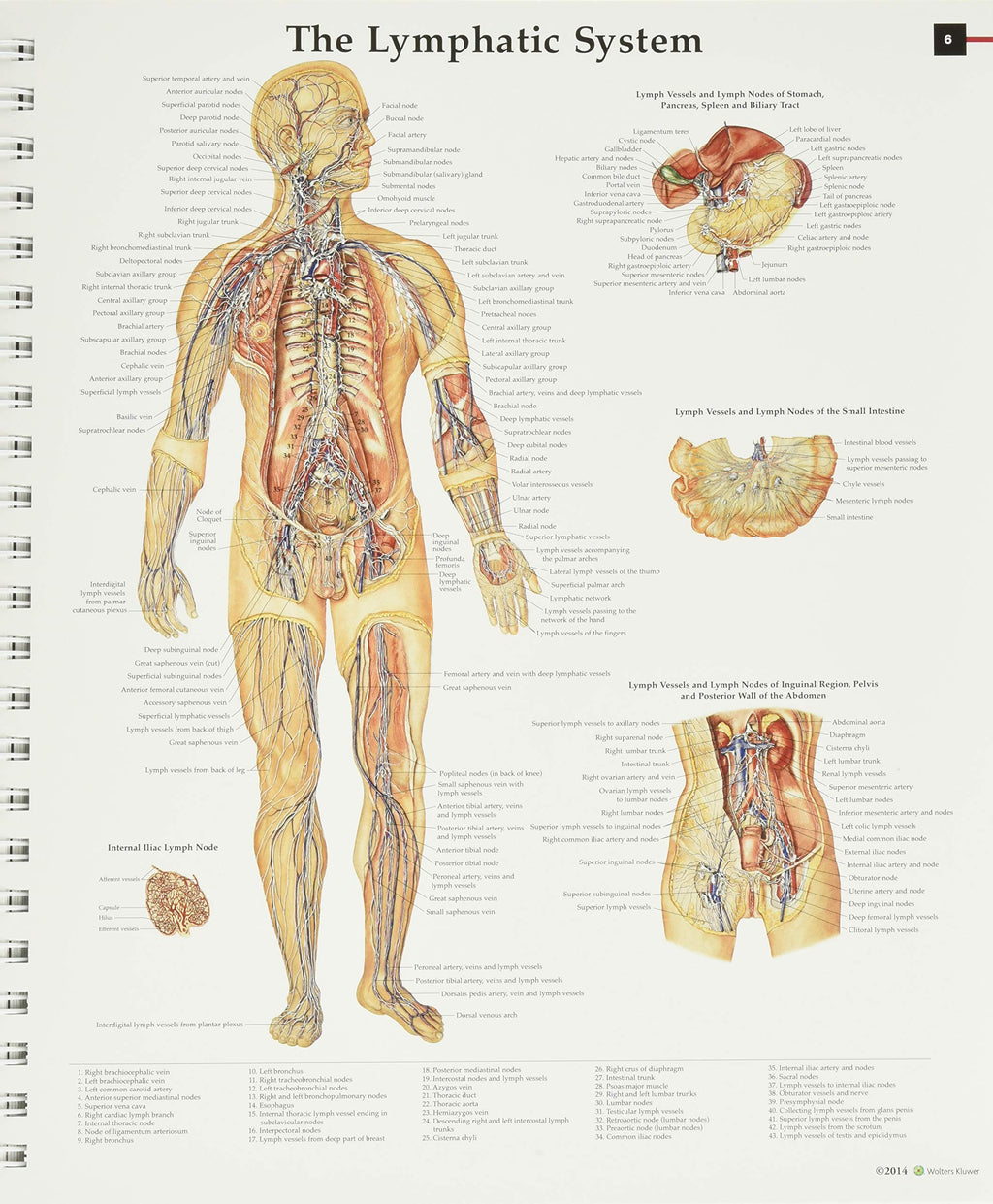 Anatomy & Pathology:The World's Best Anatomical Charts Book (The World's Best Anatomical Chart Series)
