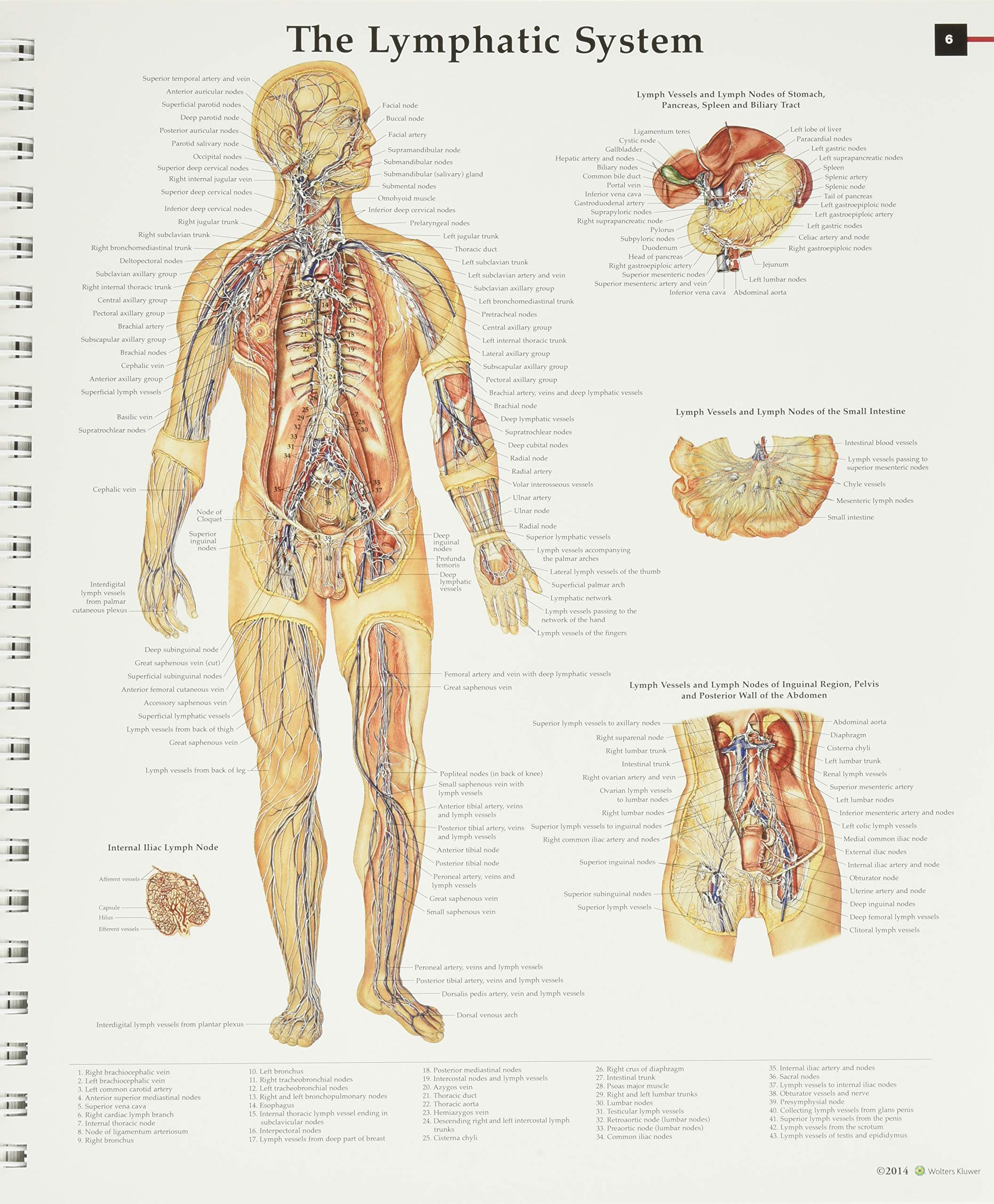 Anatomy & Pathology:The World's Best Anatomical Charts Book (The World's Best Anatomical Chart Series)